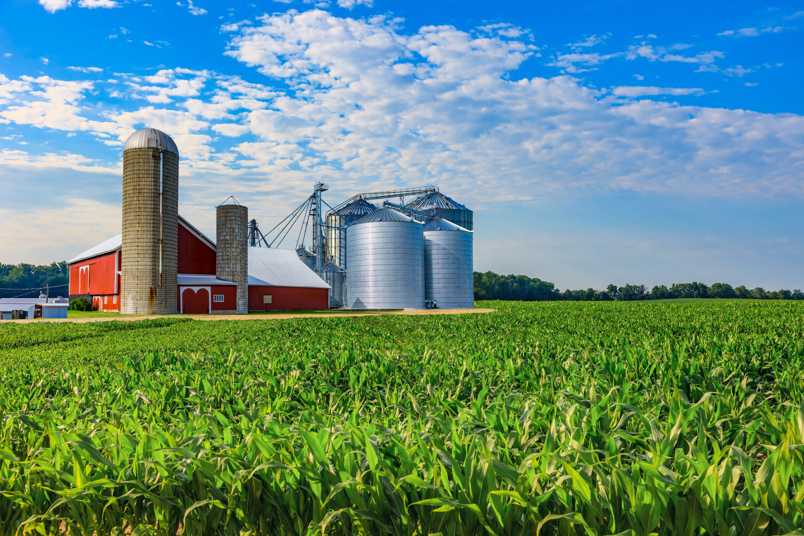 Midwest farm with spring corn crop and red barn,USA