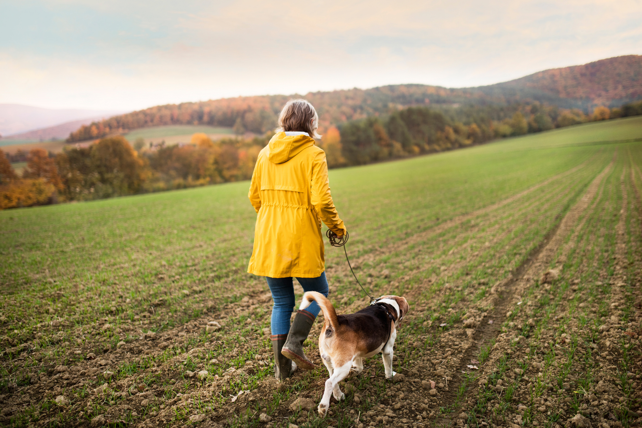 Senior woman with dog on a walk in an autumn nature. Rear view.